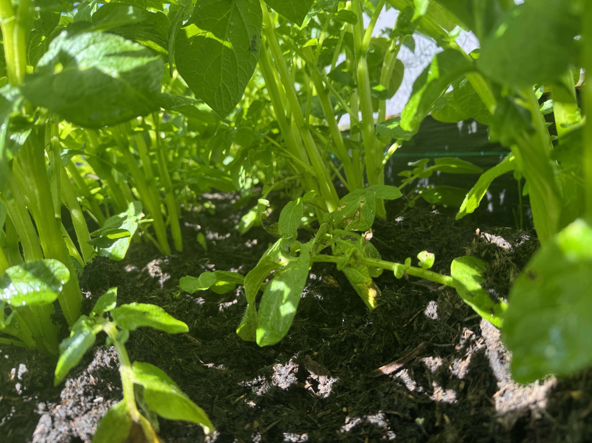 Potato canopy in a planter