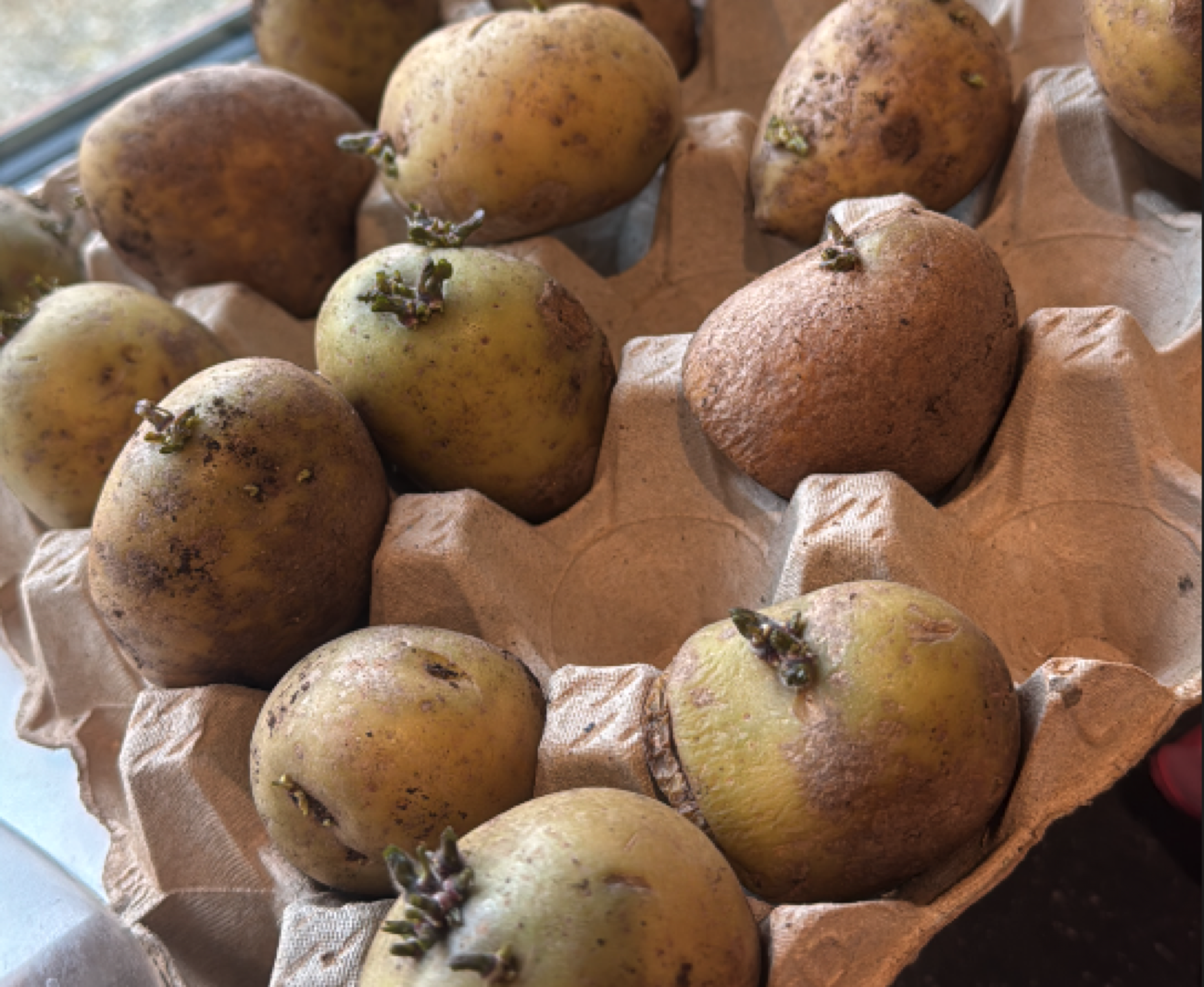Chitting potatoes