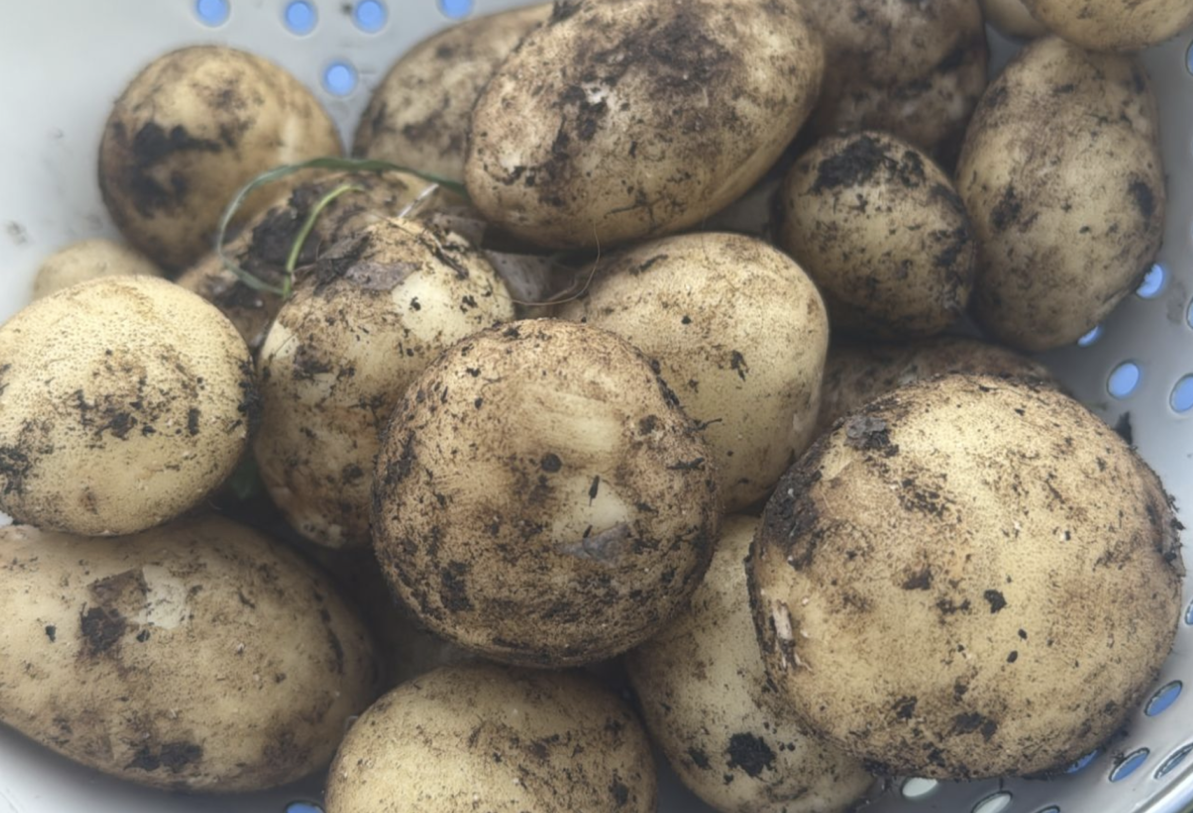 The first pull of potatoes