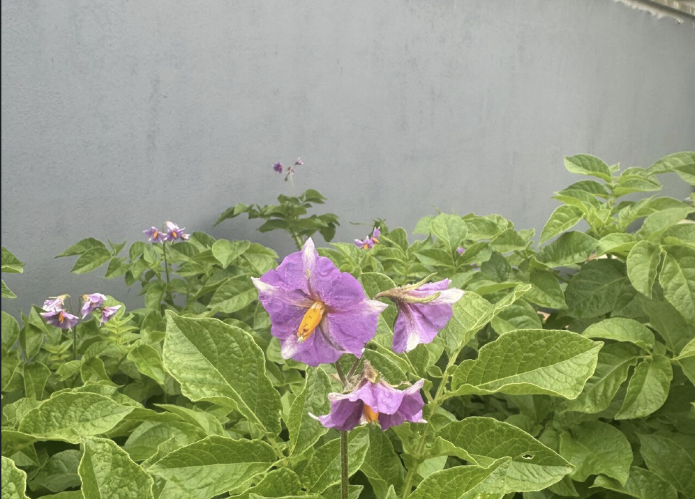 Potato plants flowering