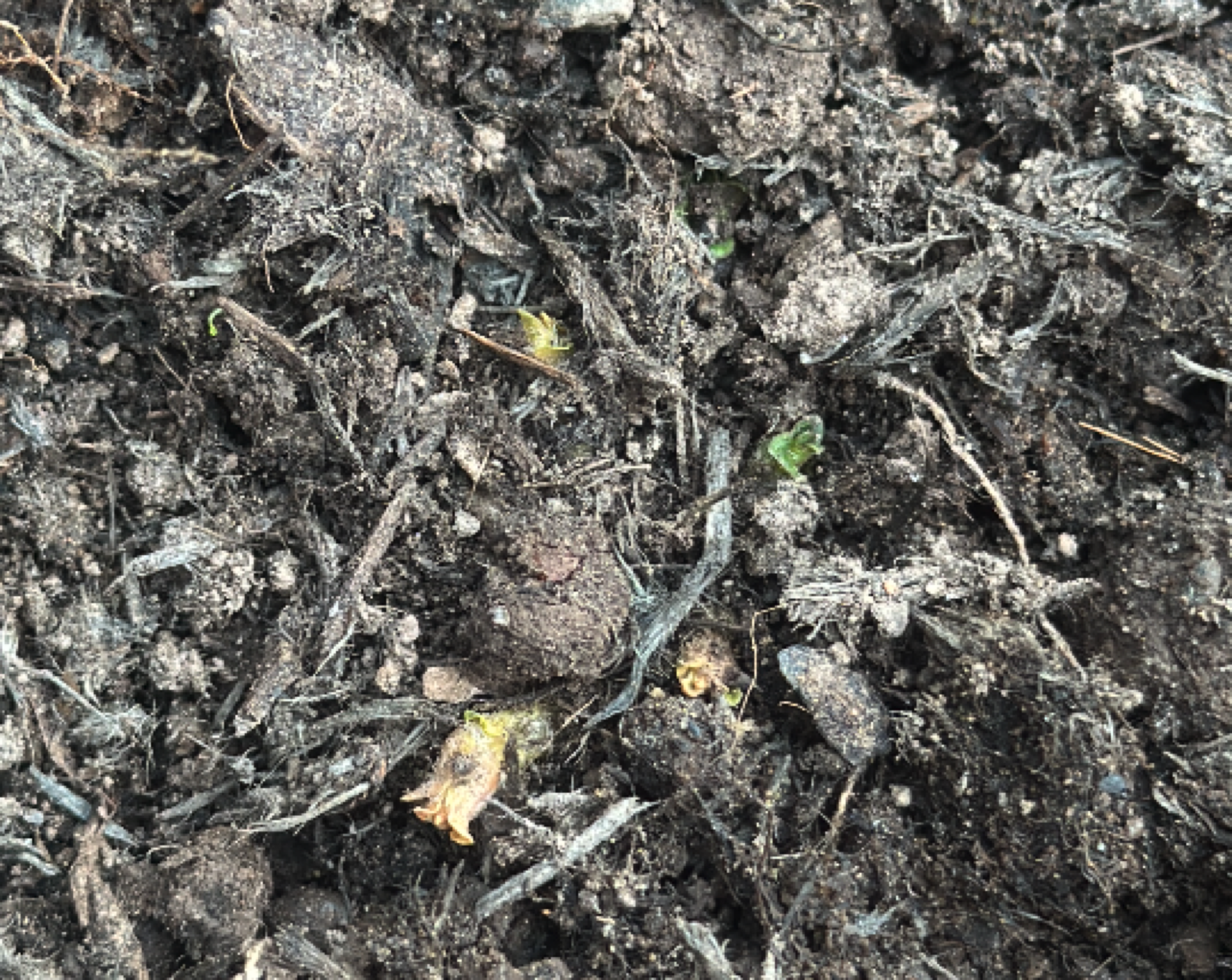 First potato sprouts