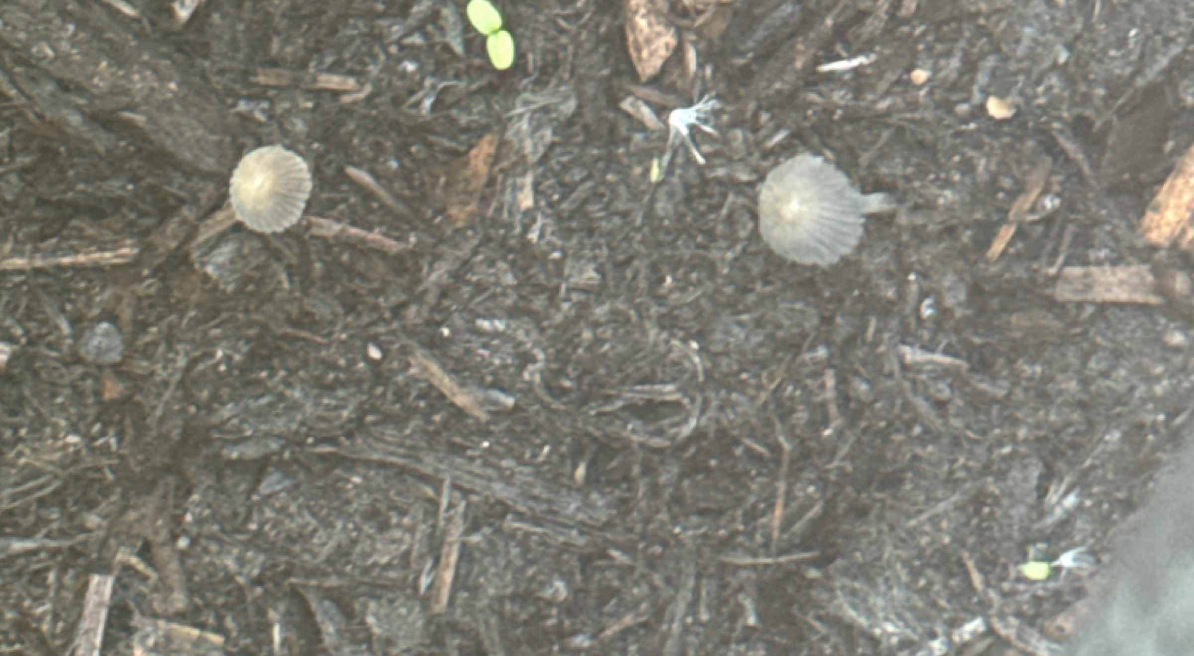 Mushrooms in the planter
