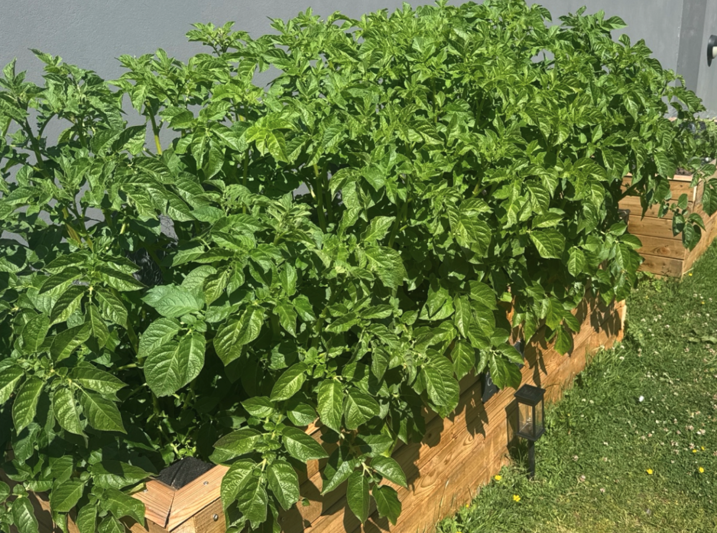 Potato canopy filled out